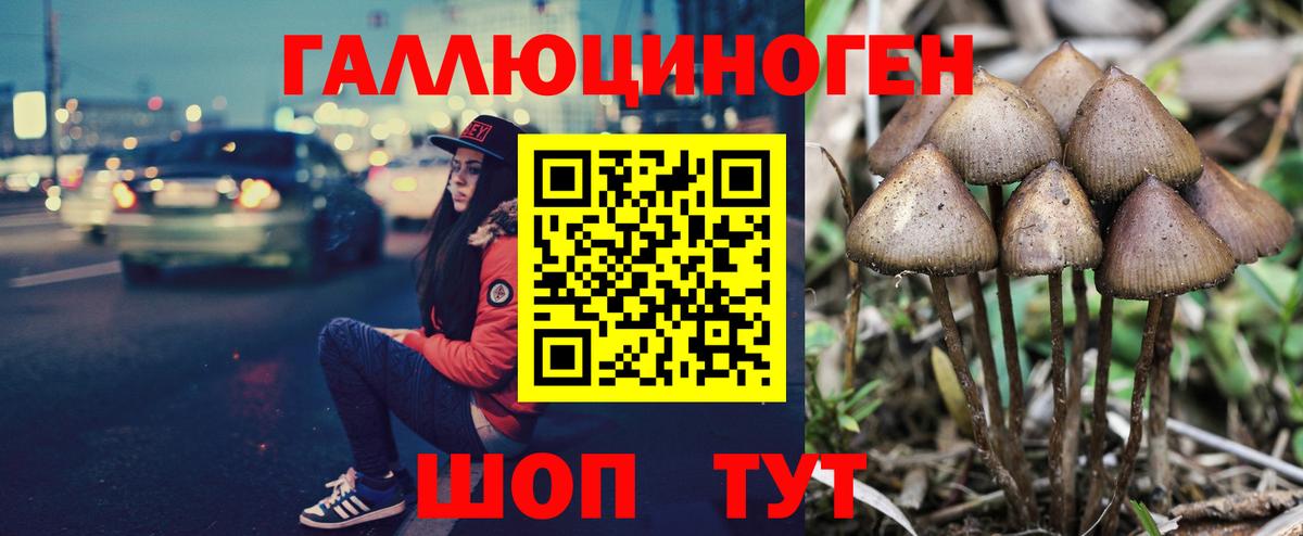 Псилоцибиновые грибы Psilocybe Ухта